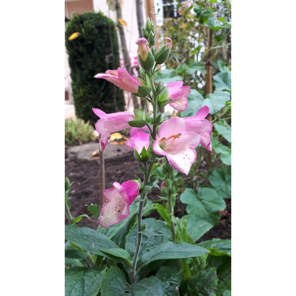 Digiplexis Berry Canary - Hybrid Foxglove