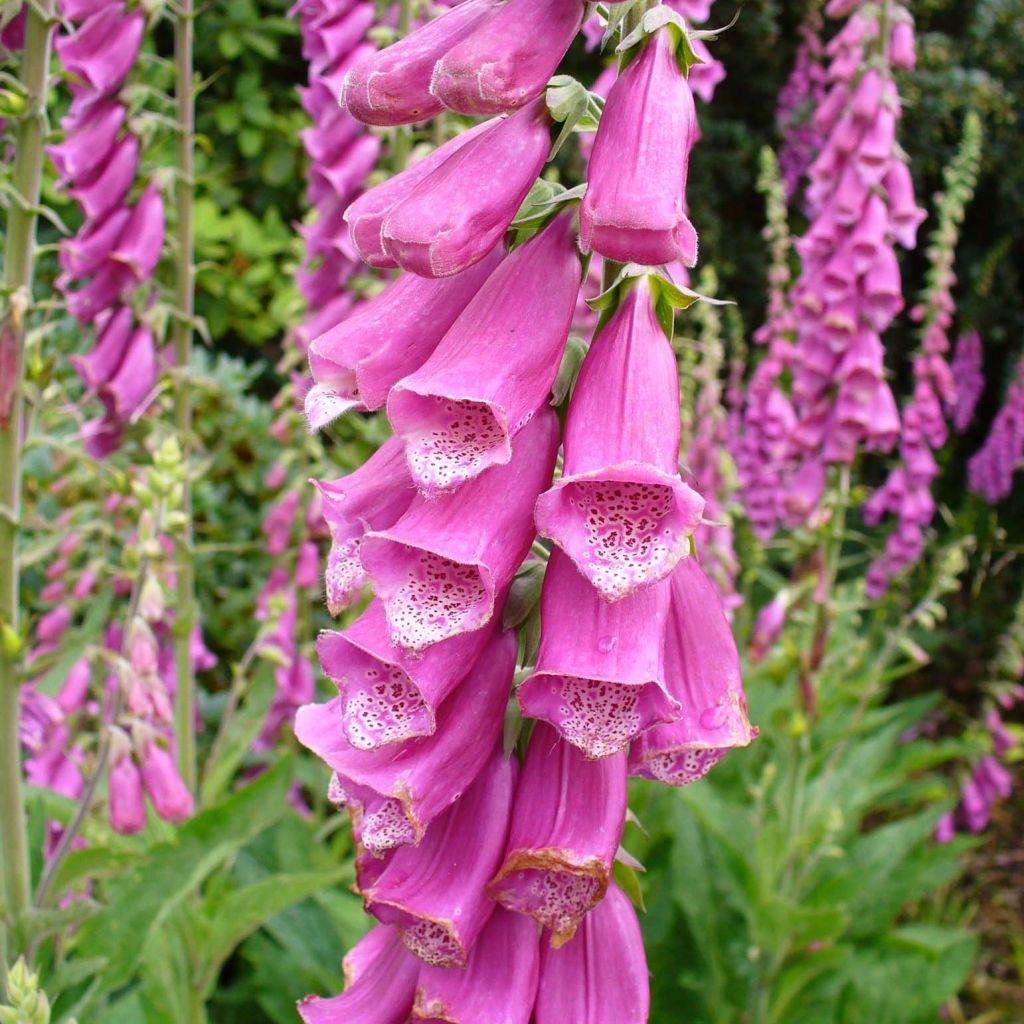 Digitalis purpurea - Common Foxglove