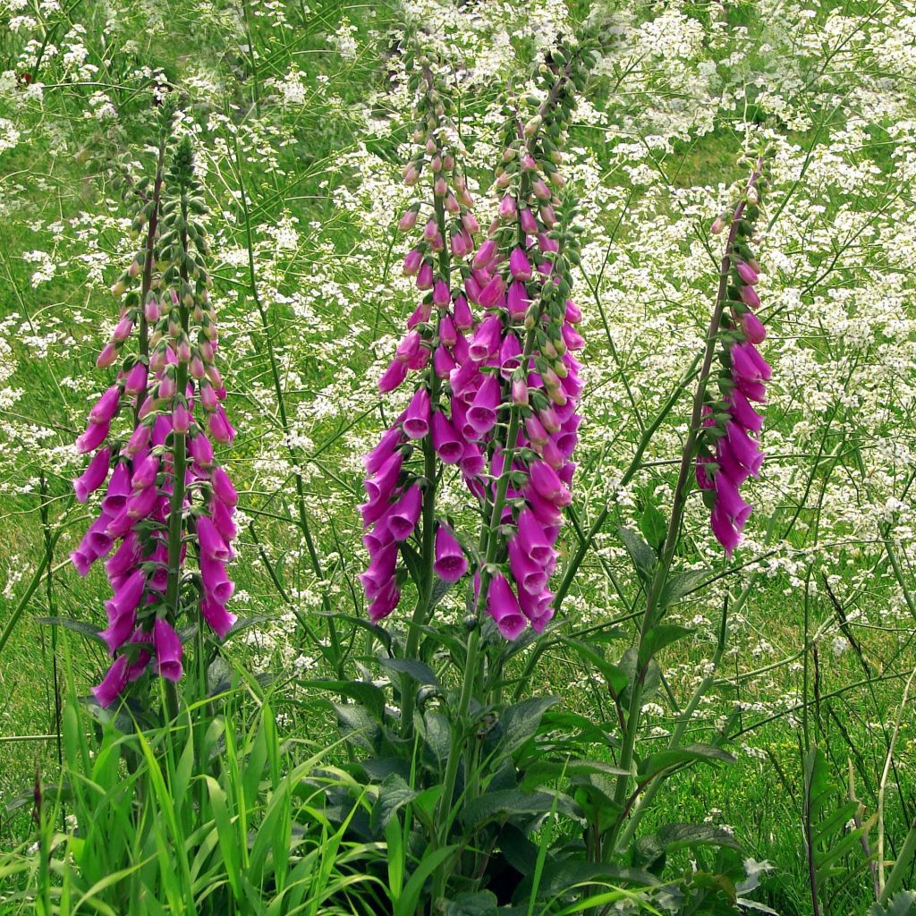 Digitalis purpurea - Common Foxglove