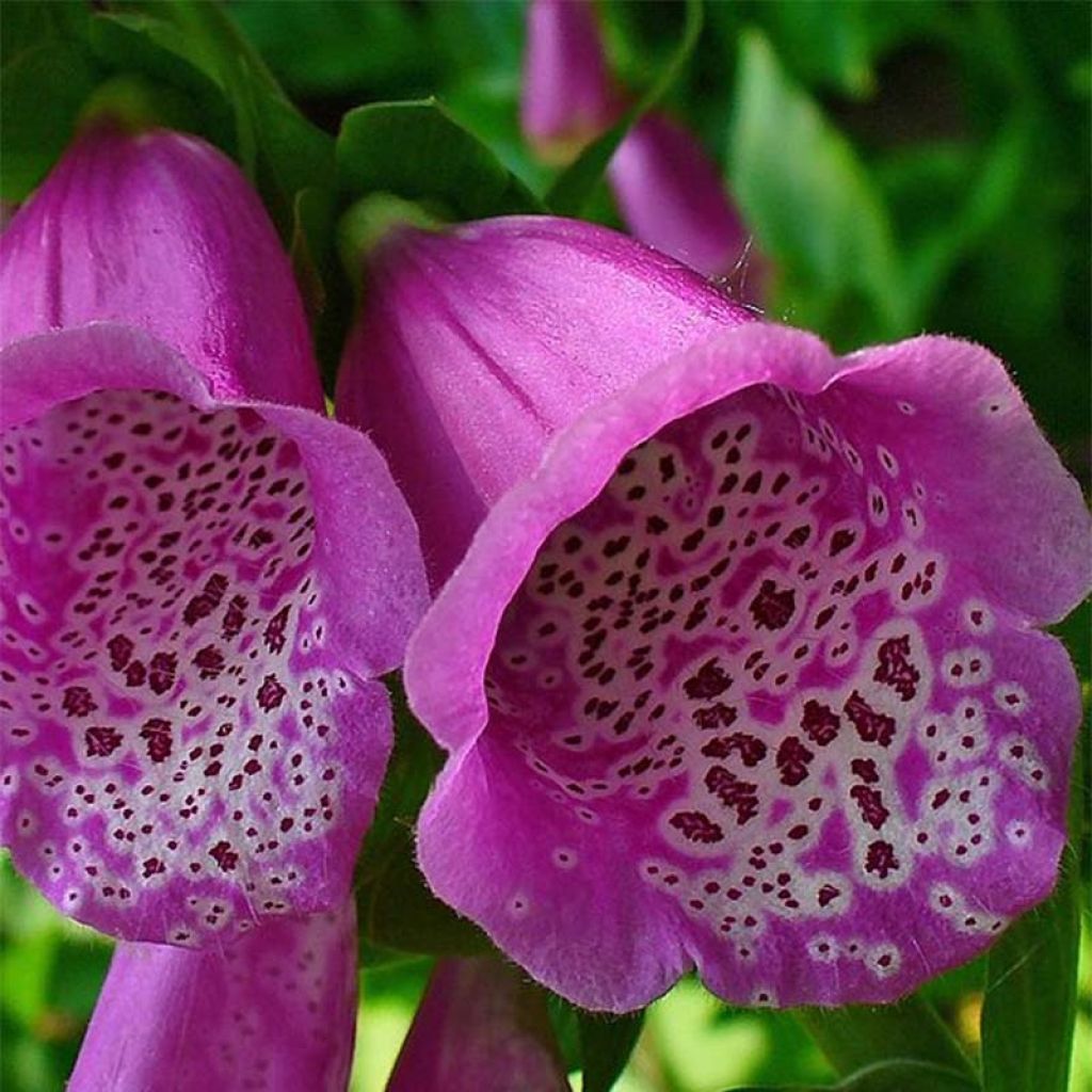 Digitalis purpurea - Common Foxglove