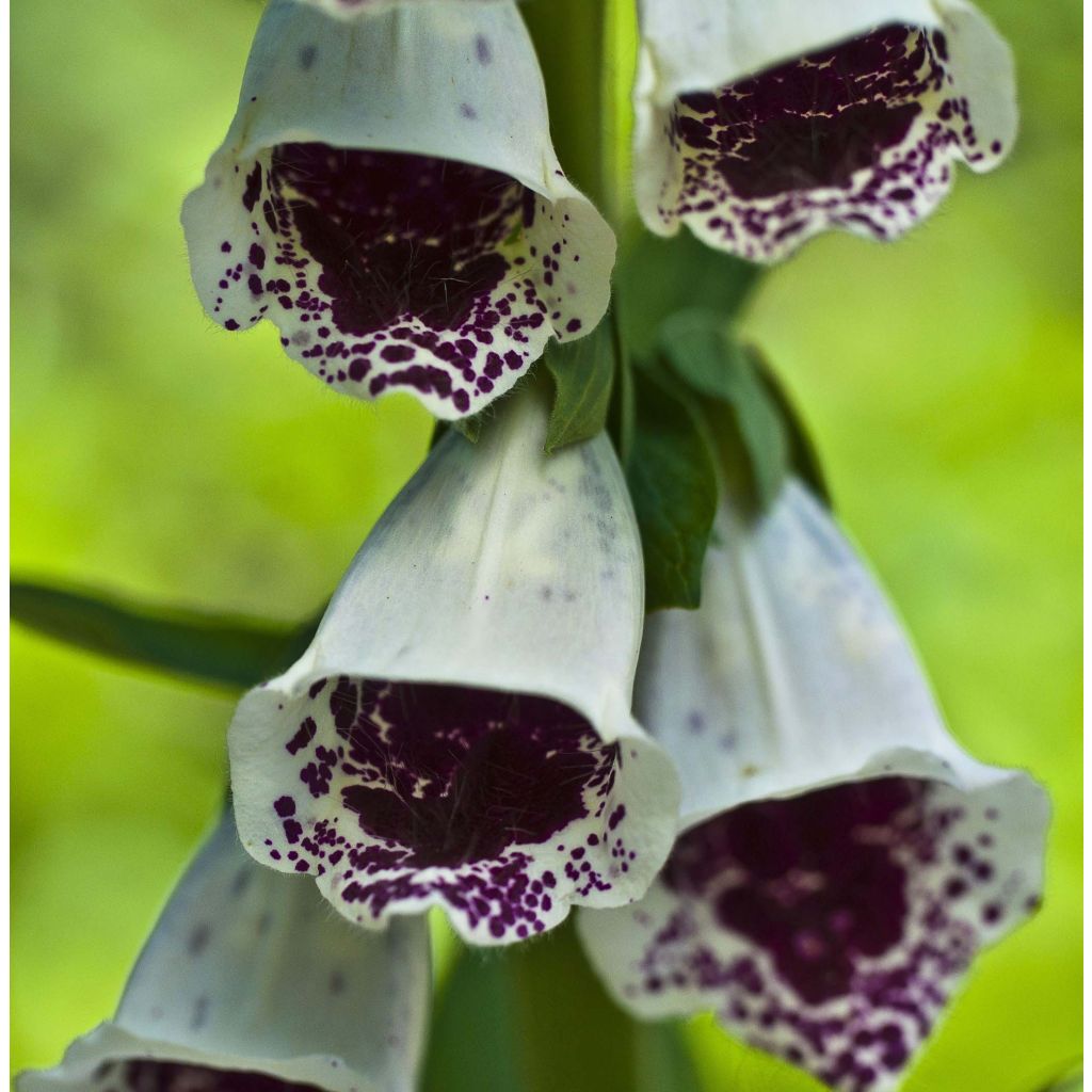 Digitalis purpurea Pams Choice - Foxglove