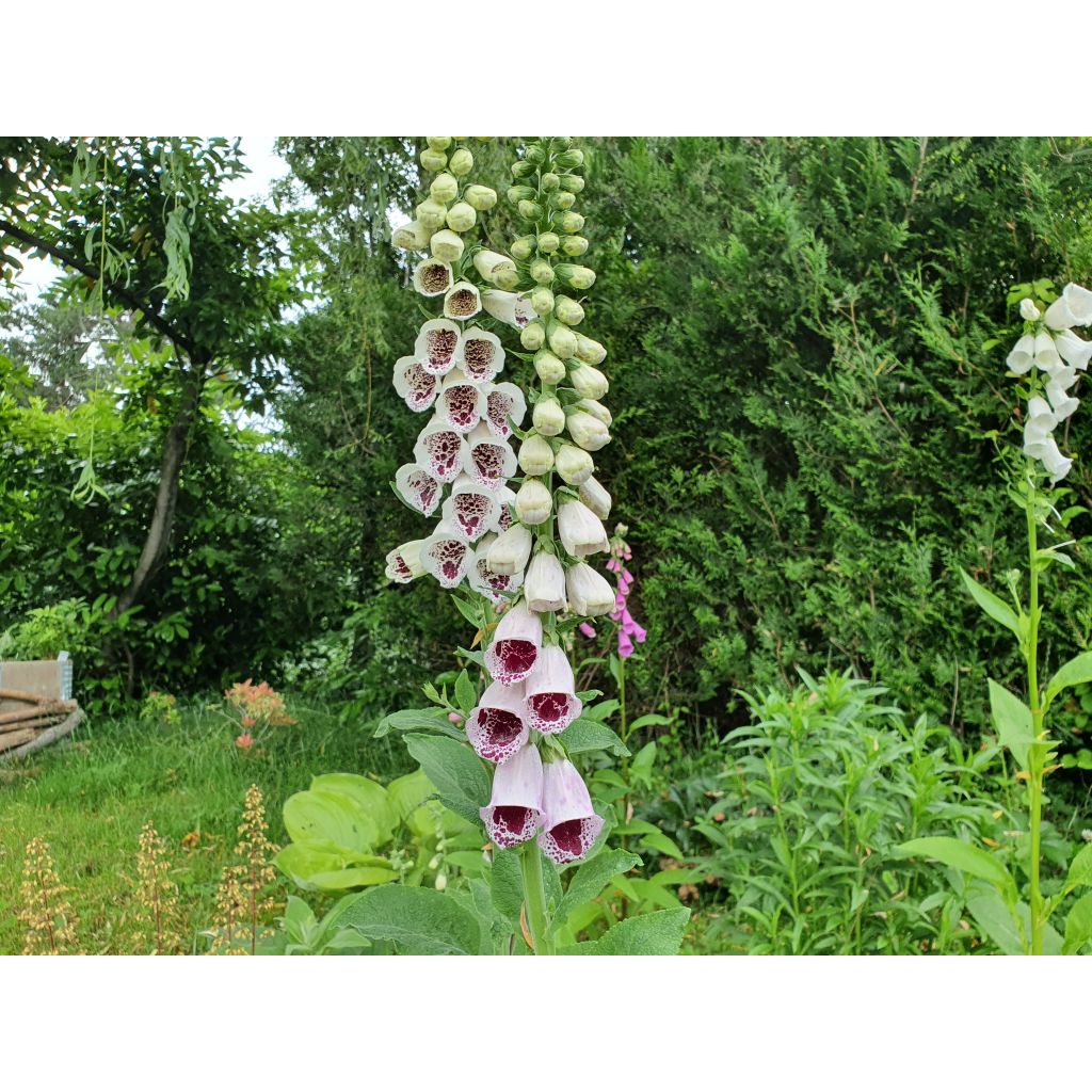 Digitalis purpurea Pams Choice - Foxglove