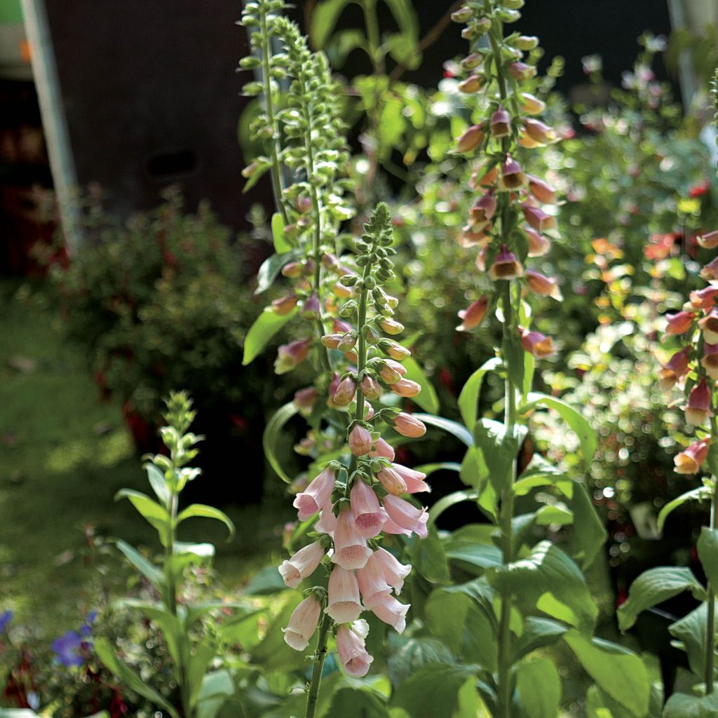 Digitalis purpurea Suttons Apricot - Foxglove