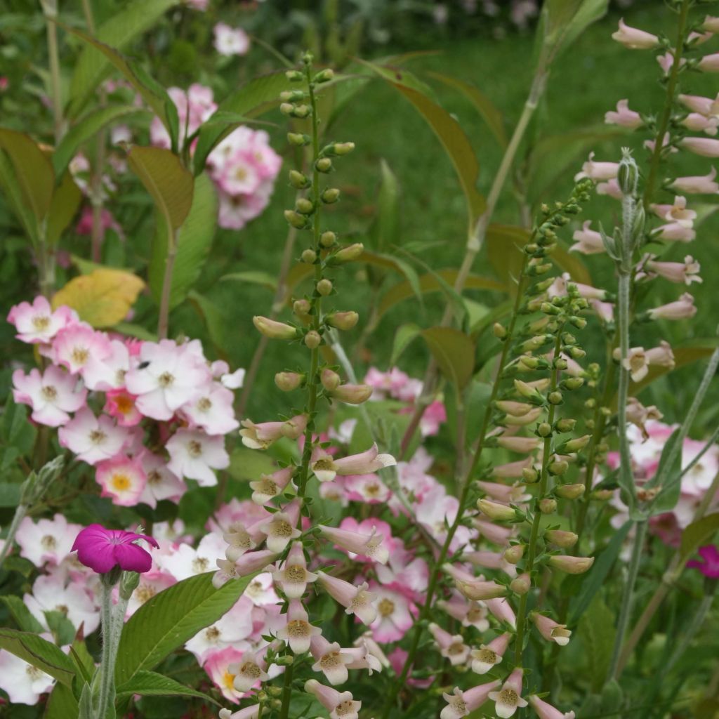 Digitalis Glory of Roundway - Foxglove