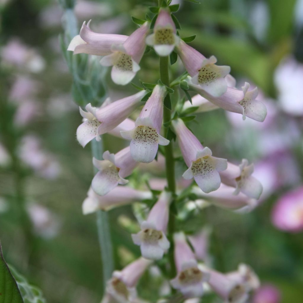 Digitalis Glory of Roundway - Foxglove