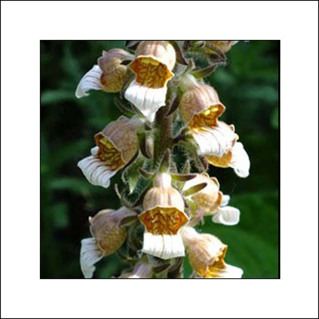 Digitalis lanata Café Crème - Foxglove