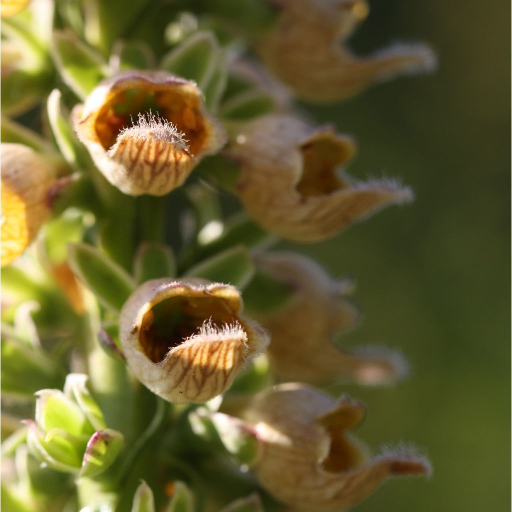 Digitalis ferruginea Gigantea - Foxglove