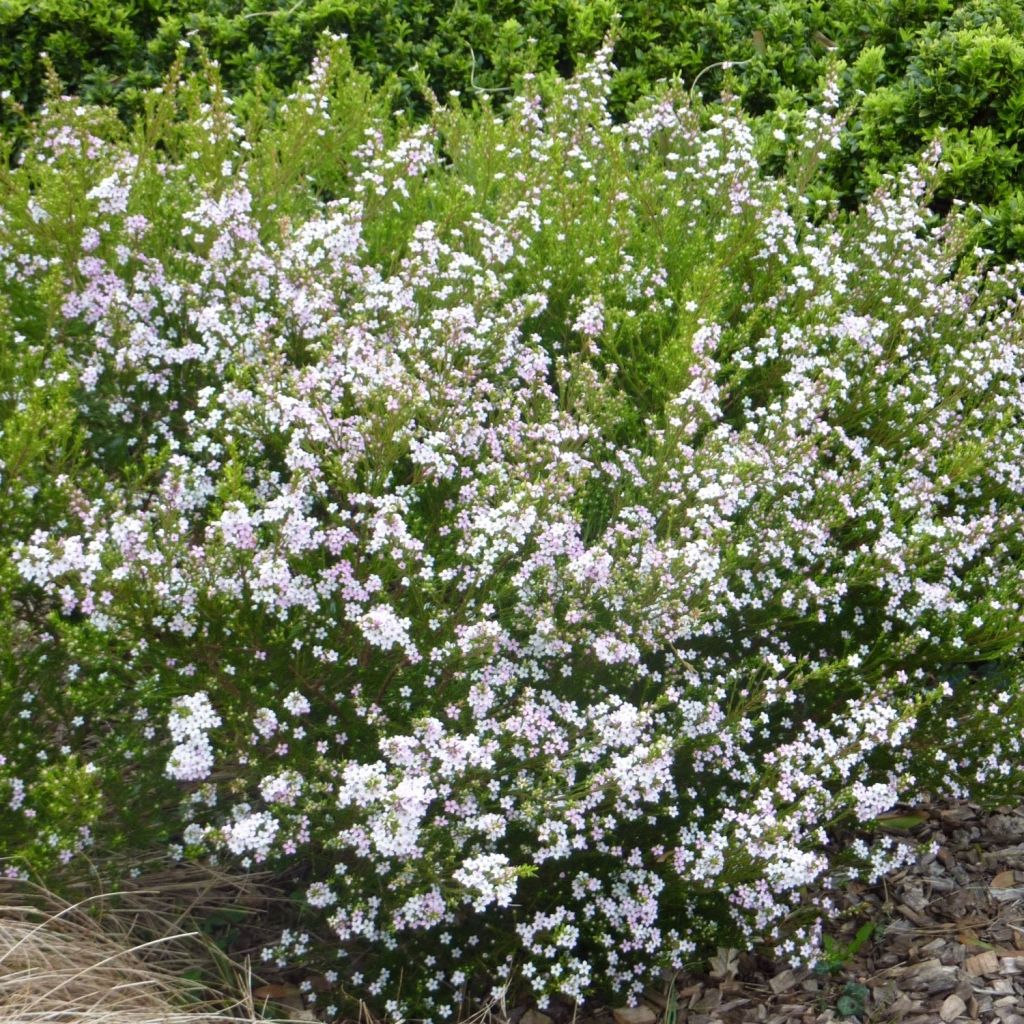 Diosma hirsuta Pink Fountain - Diosmée hirsute