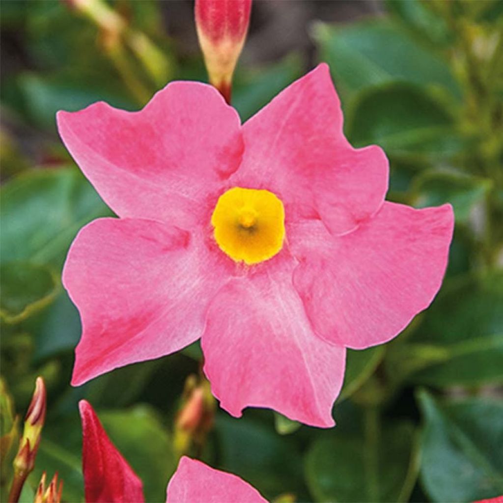 Dipladenia x hybrida Bella Pink