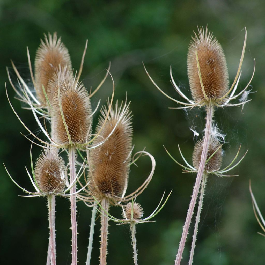 Dipsacus fullonum - Wild Teasel