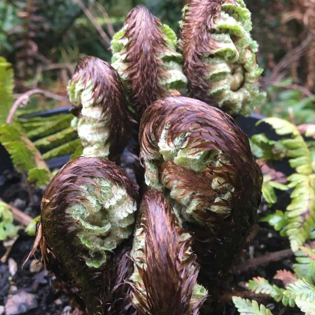 Dryopteris crassirhizoma - Thick-stemmed wood Fern