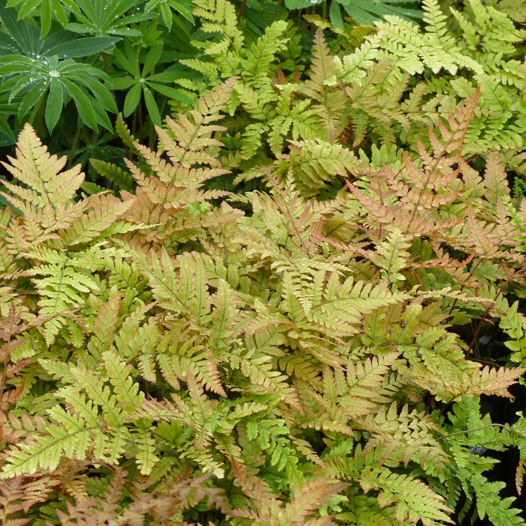 Dryopteris erythrosora - Copper Fern