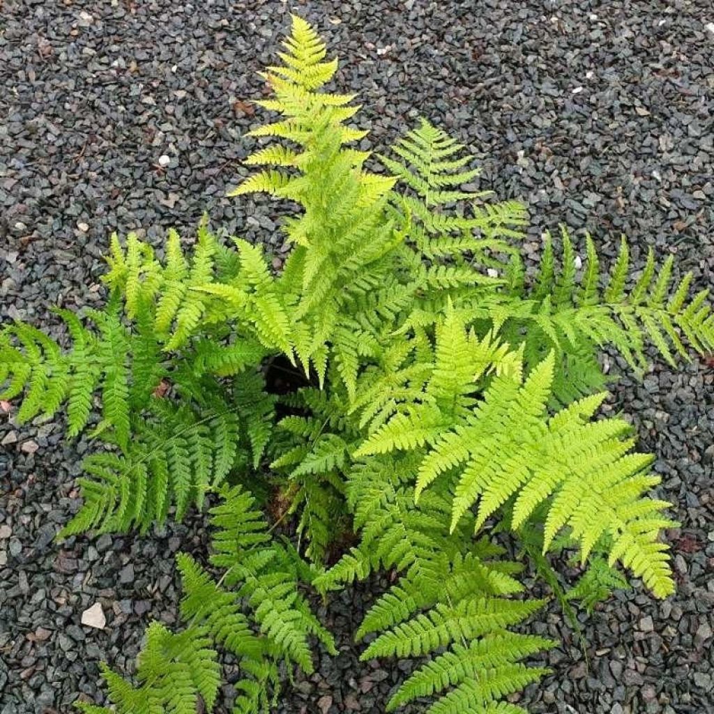 Dryopteris stewartii - Wood Fern