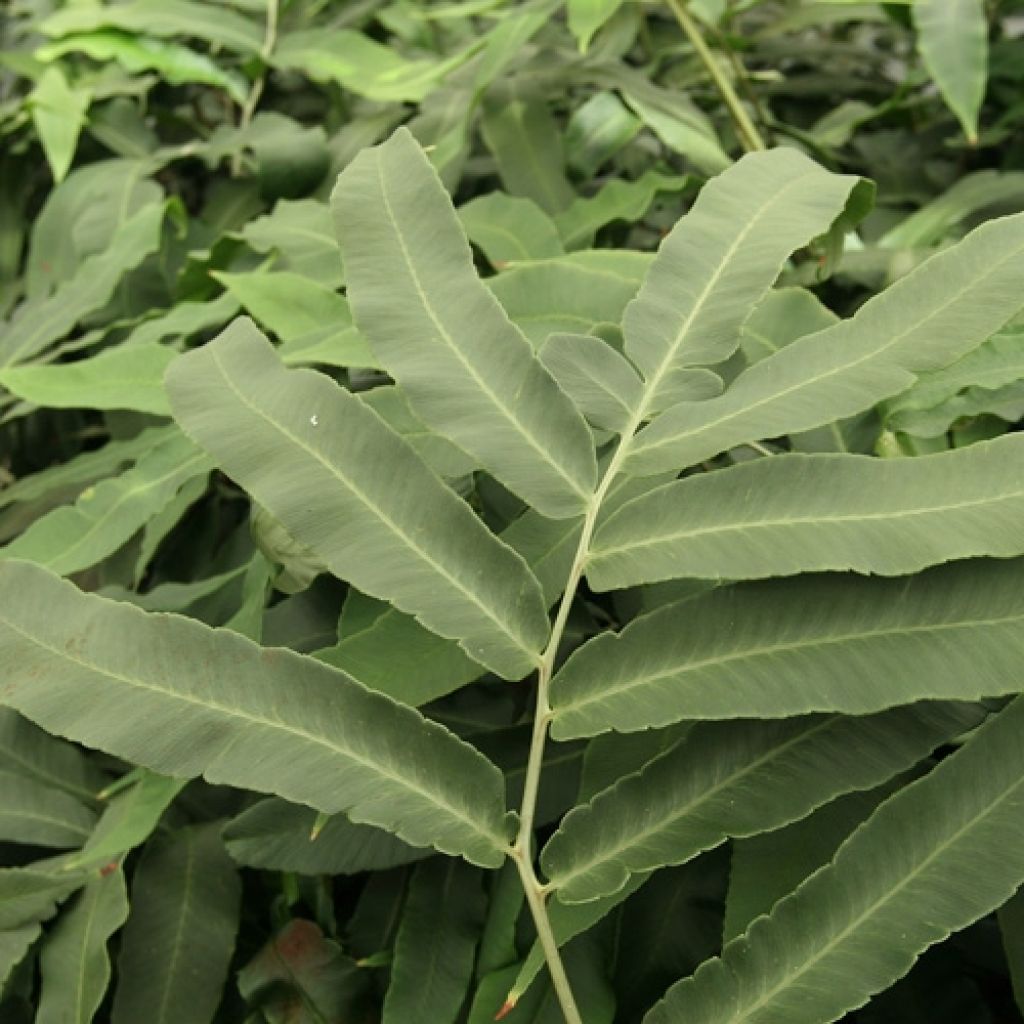 Dryopteris sieboldii - Japanese Fern