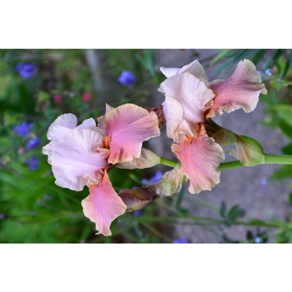 Iris germanica Cameo Wine - Bearded Iris