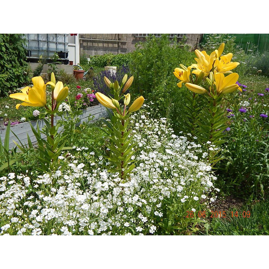 Gypsophila elegans Covent Garden Seeds