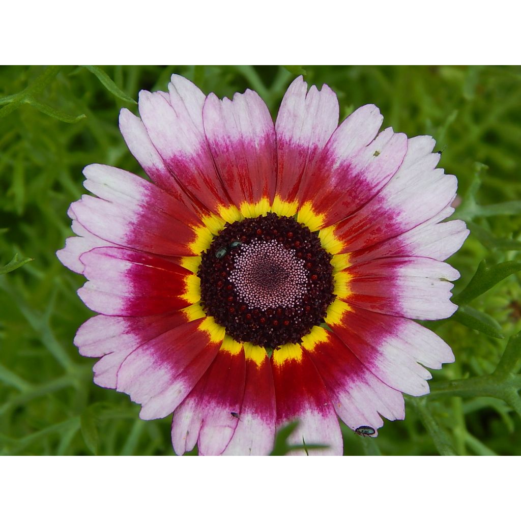 Summer Festival Keel Chrysanthemum - Chrysanthemum carinatum seeds