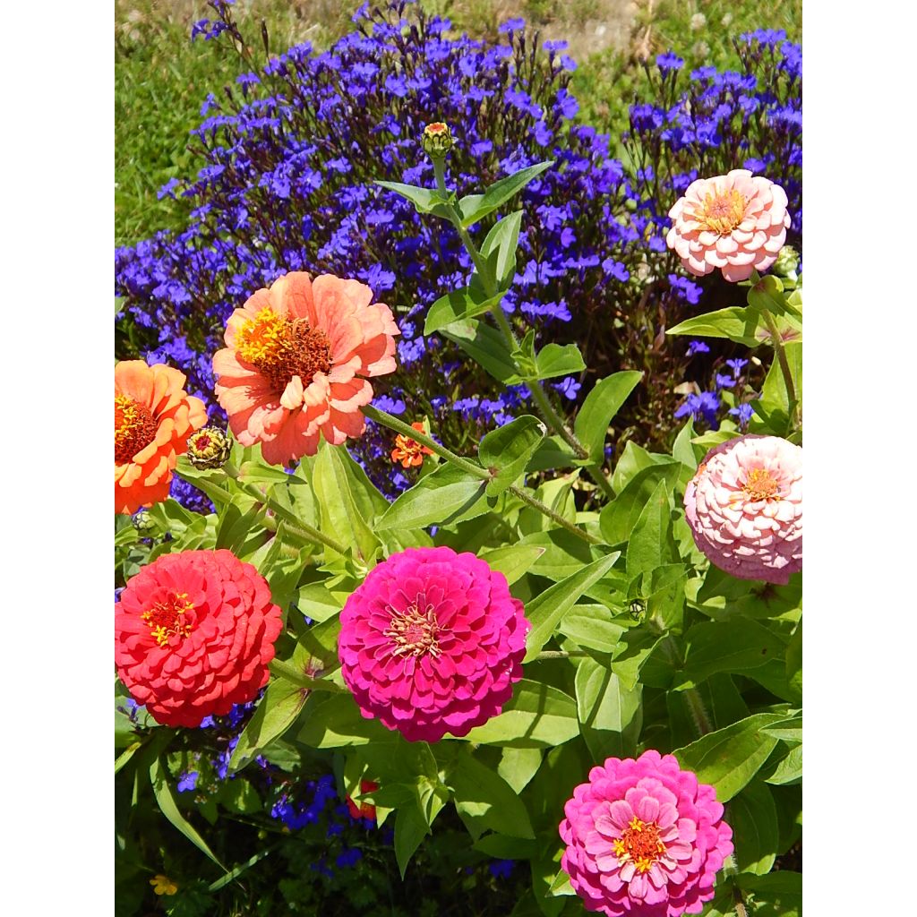 Zinnia elegans Lilliput mix