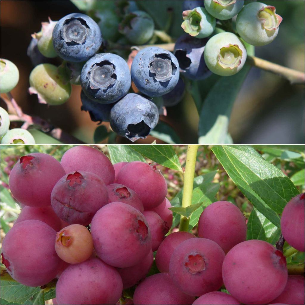 Blue and pink duo of blueberry bushes