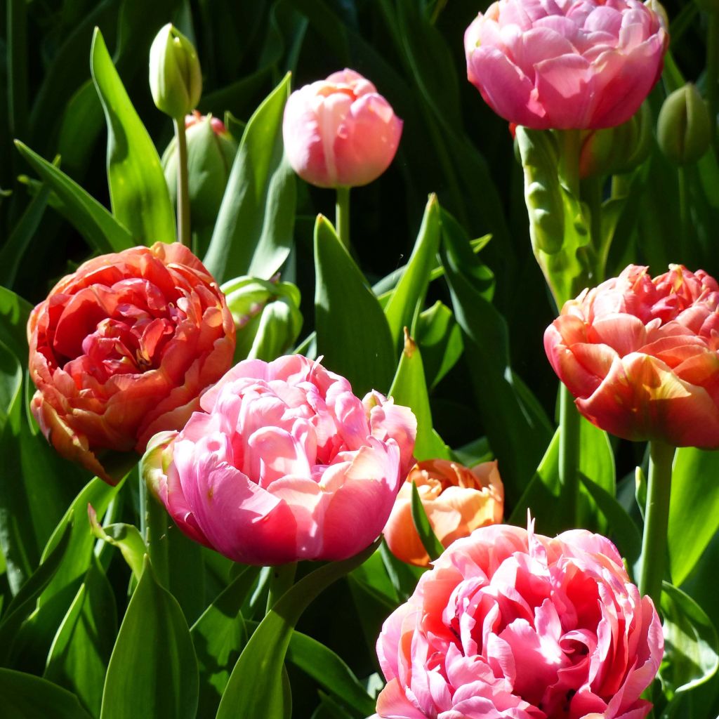 Duo of tulips Amazing Grace & Copper Image