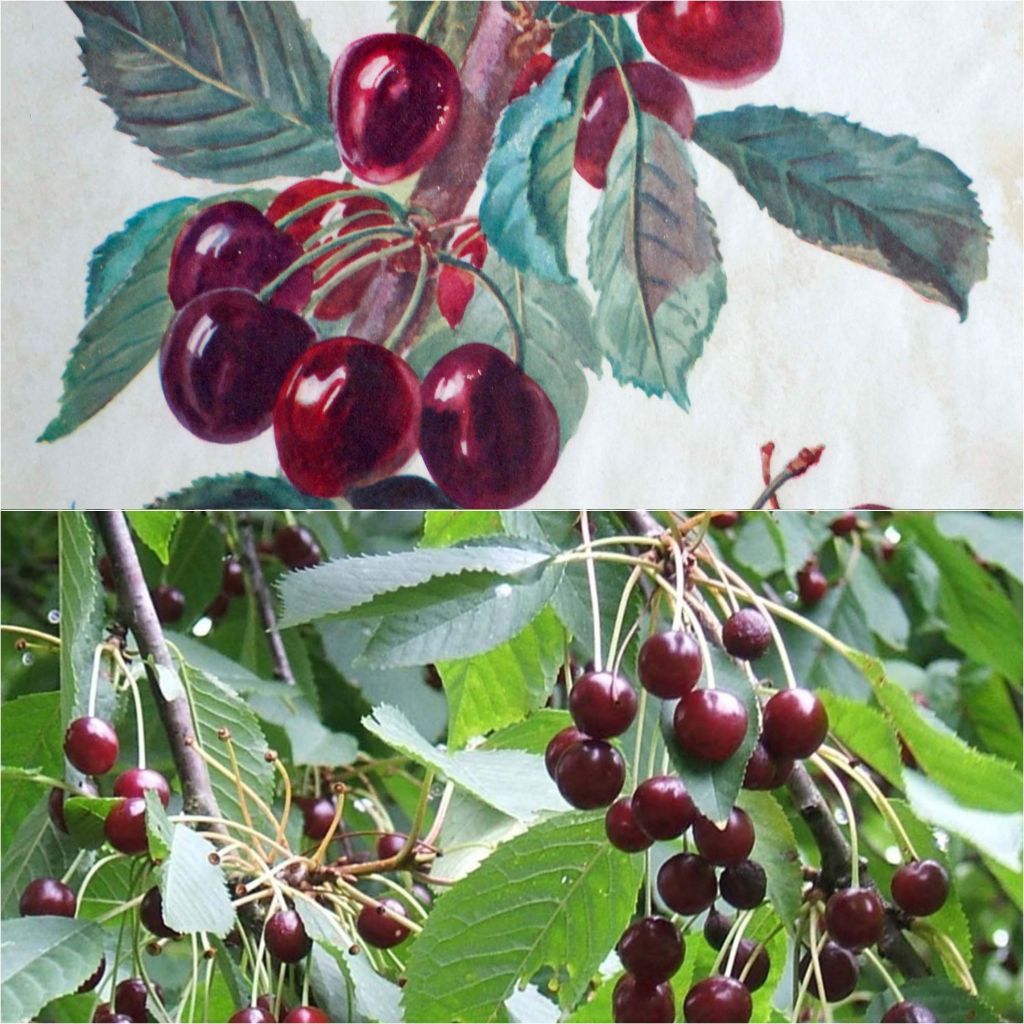 Organic bare-root sweet cherry pollinator duo