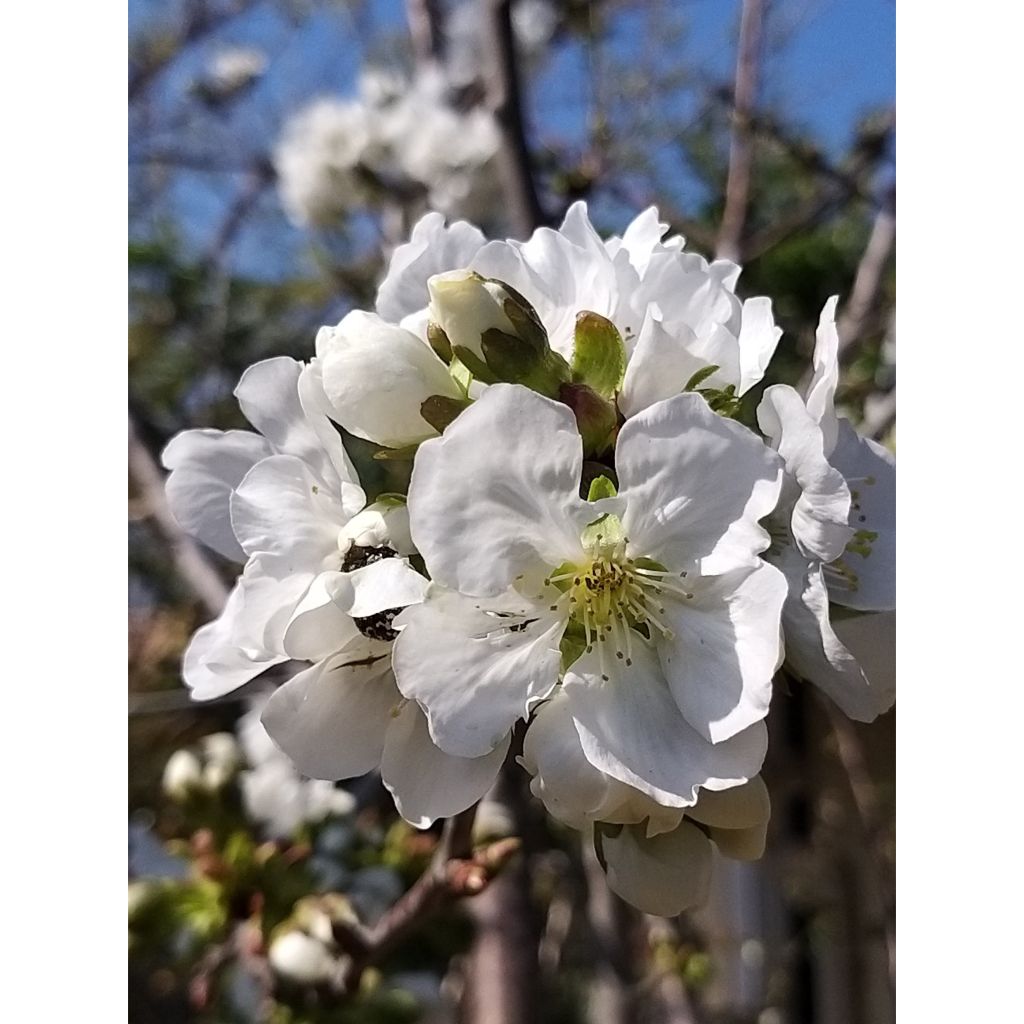 Cherry tree pollinator duo for a bountiful harvest