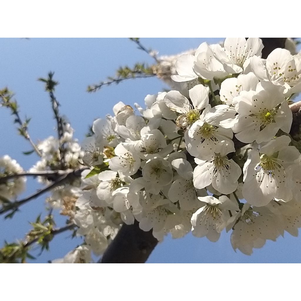 Cherry tree pollinator duo for a bountiful harvest