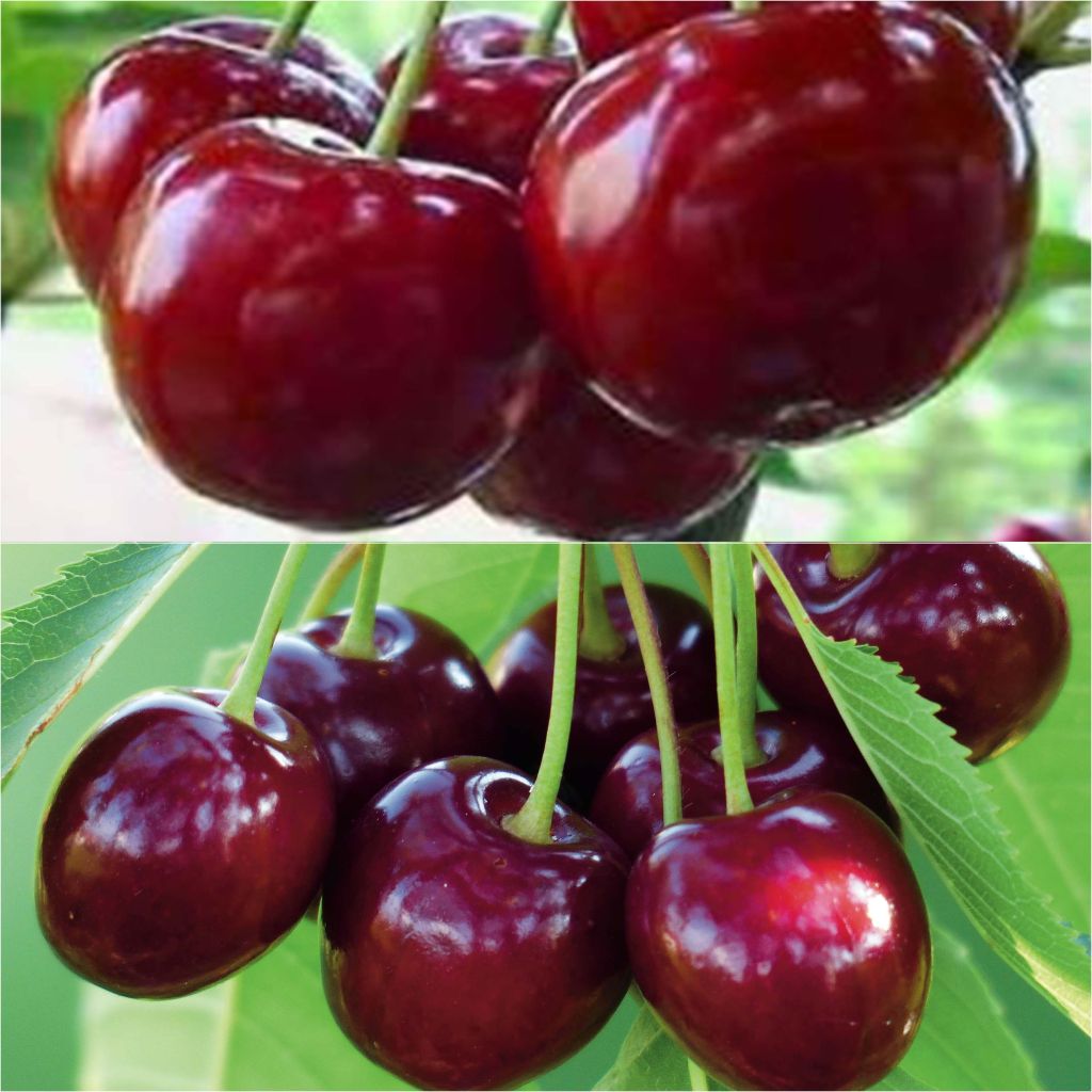 Cherry tree pollinator pair for a bountiful harvest