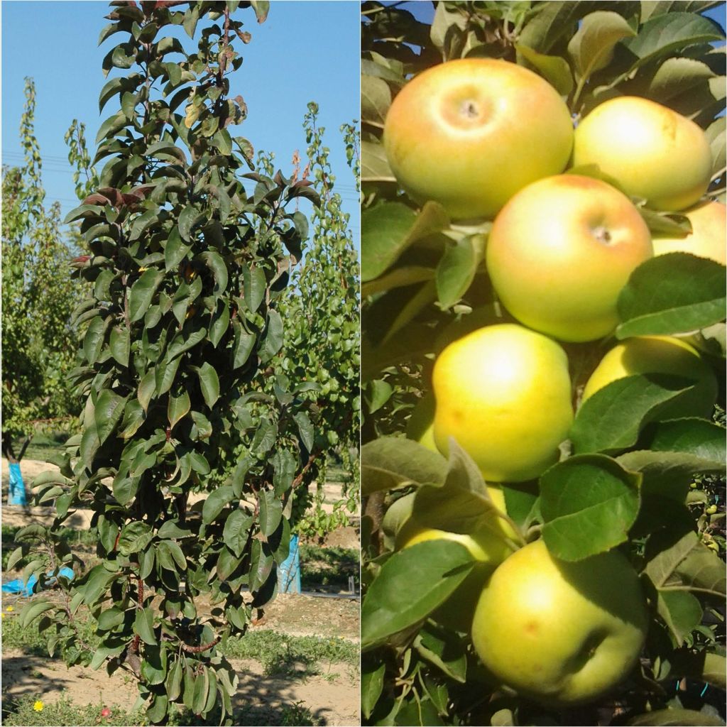 Pair of columnar apple tree pollinators