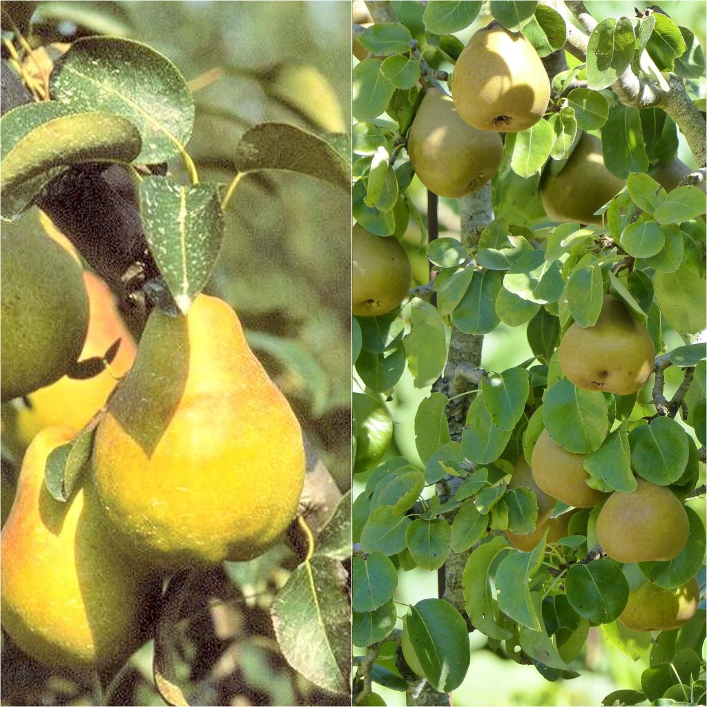 Organic pear pollinator duo for a spreading harvest