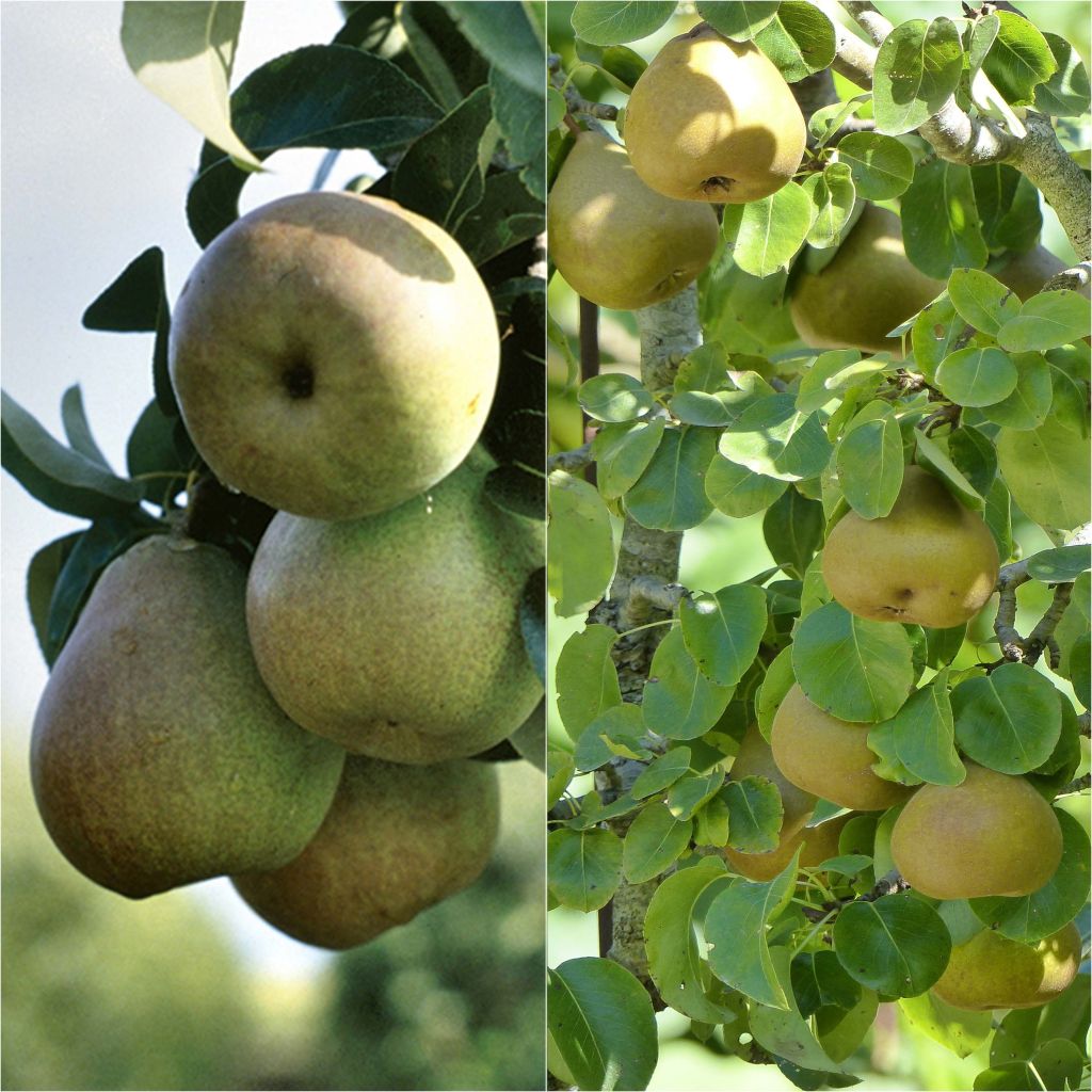 Classic goblet-shaped pear tree pollinator duo