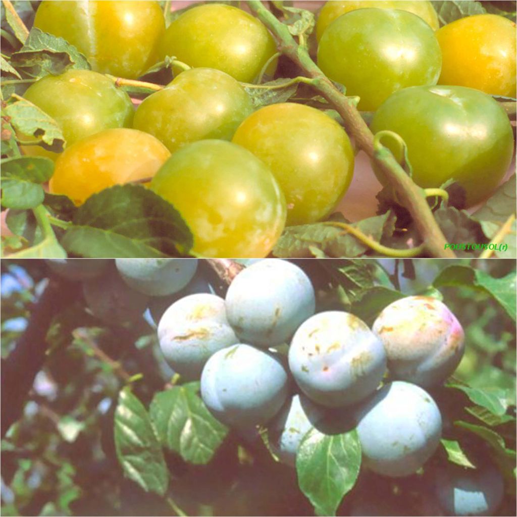 Duo of pollinator Queen Claude plum trees on half-standard rootstock