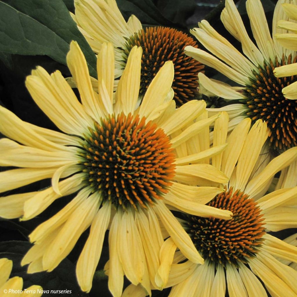 Echinacea purpurea Aloha - Purple Coneflower