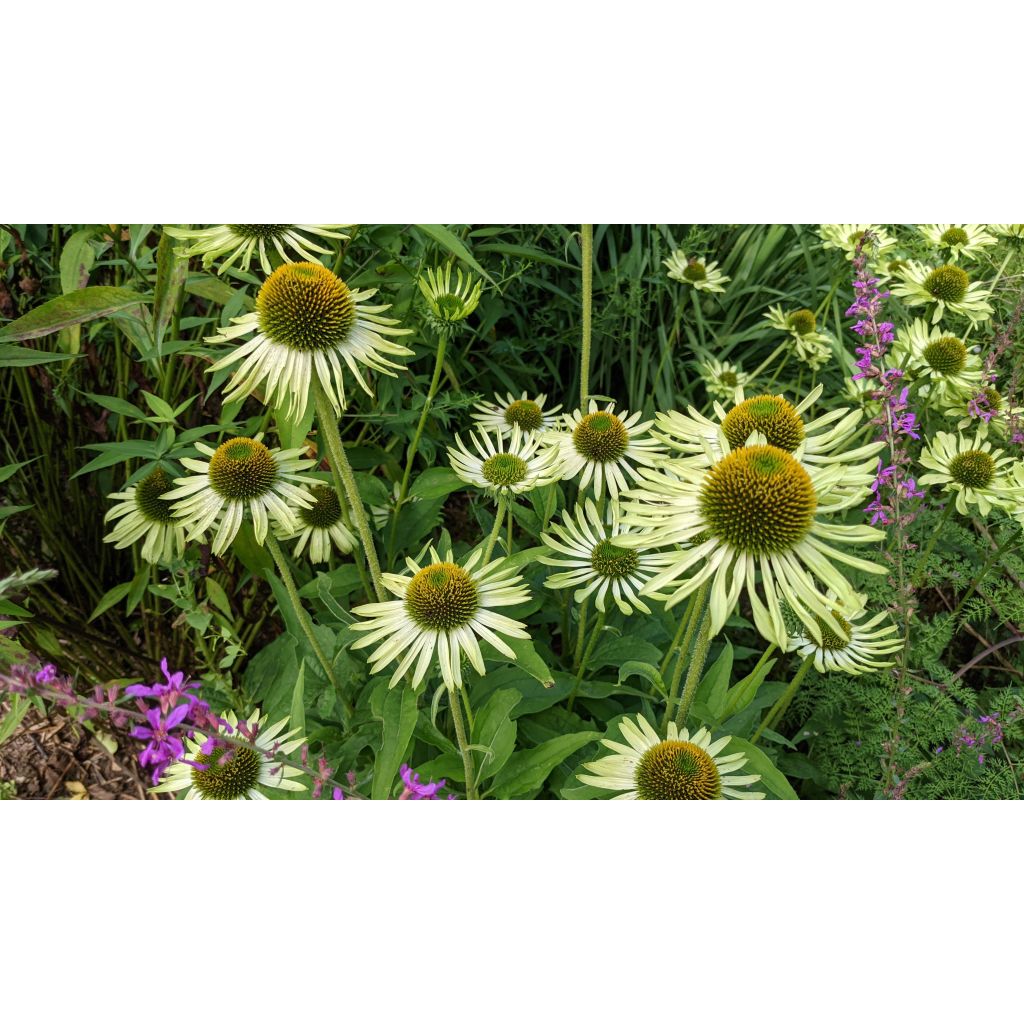 Echinacea purpurea Green Jewel - Purple Coneflower