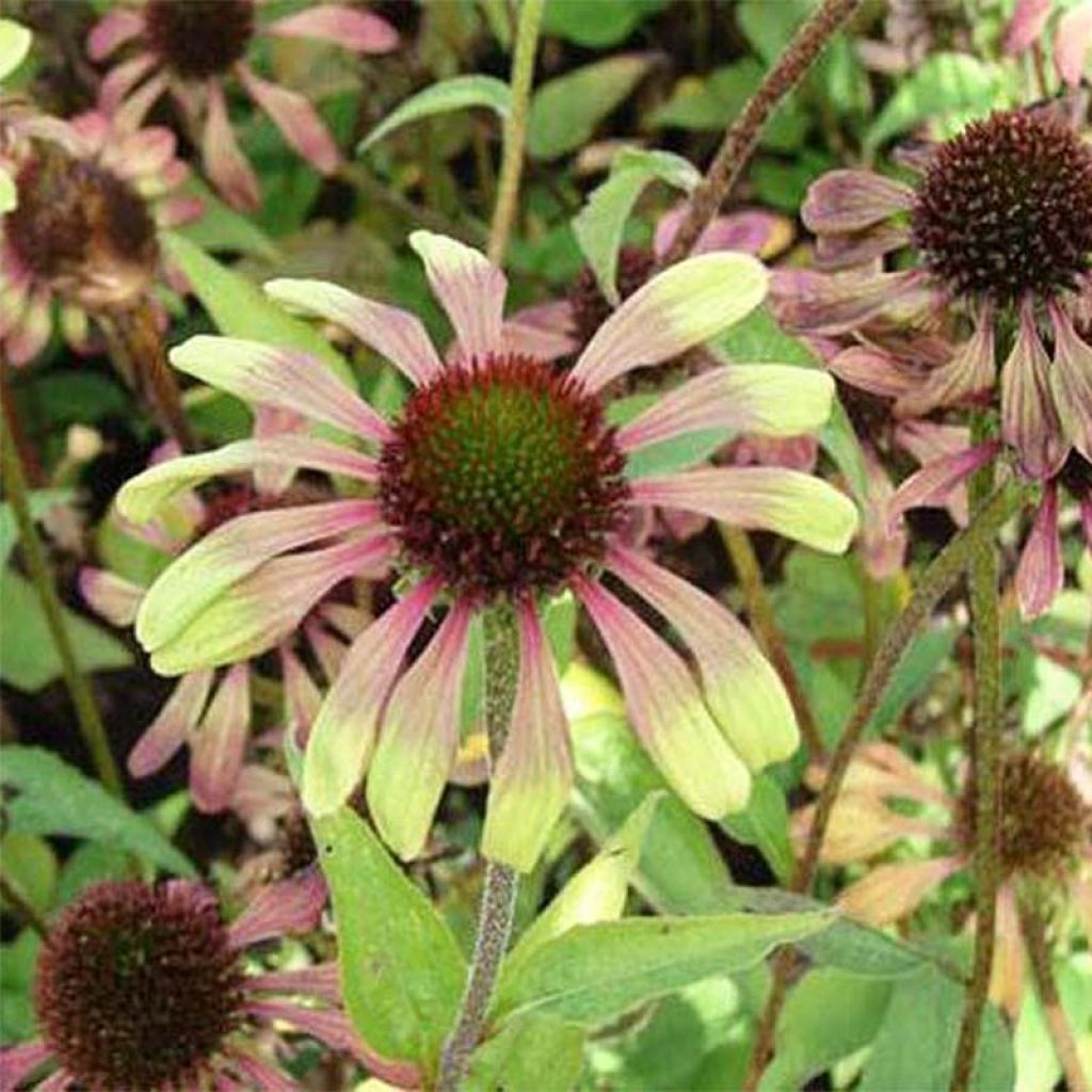 Echinacea purpurea Green Twister - Purple Coneflower