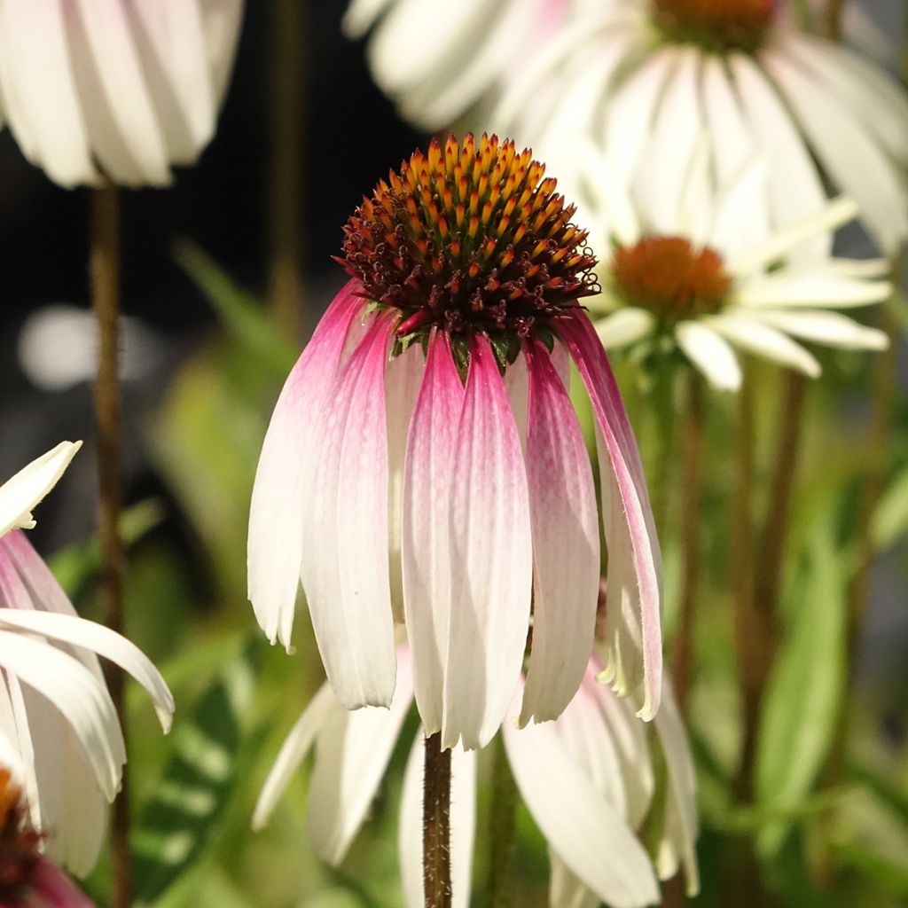 Echinacea JS Engeltje Pretty Parasols - Purple coneflower