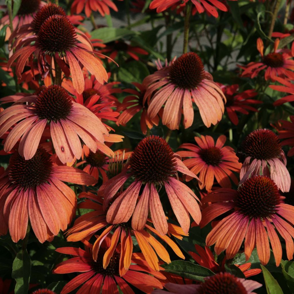 Echinacea Julia - Purple Coneflower