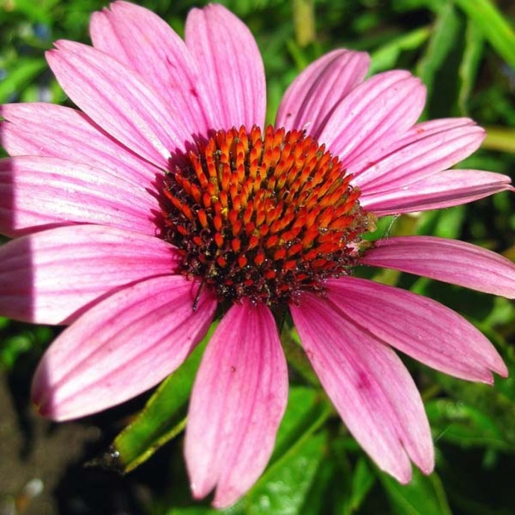 Rudbeckia ou Echinacea purpurea little magnus, Echinacée