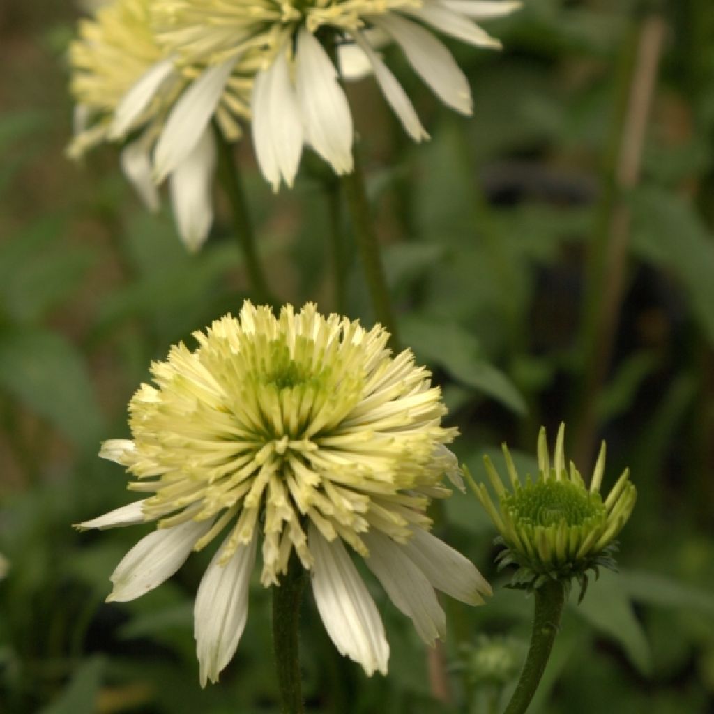 Rudbeckia ou Echinacea purpurea Meringue