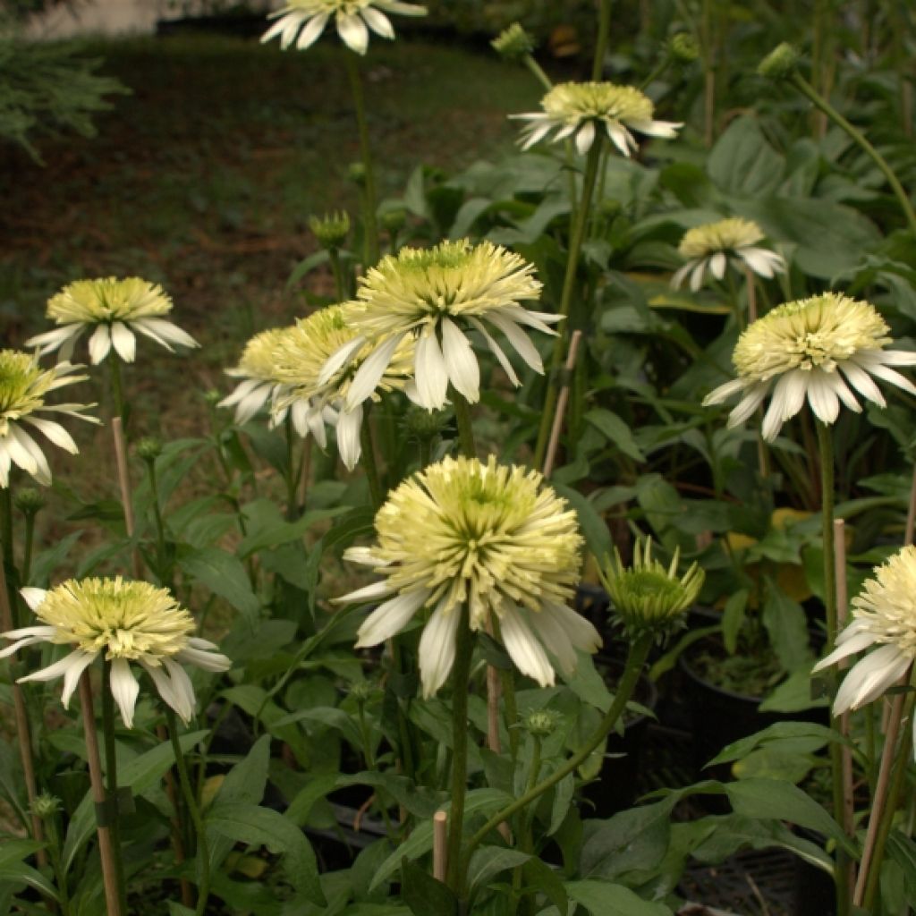 Echinacea purpurea Meringue - Purple Coneflower