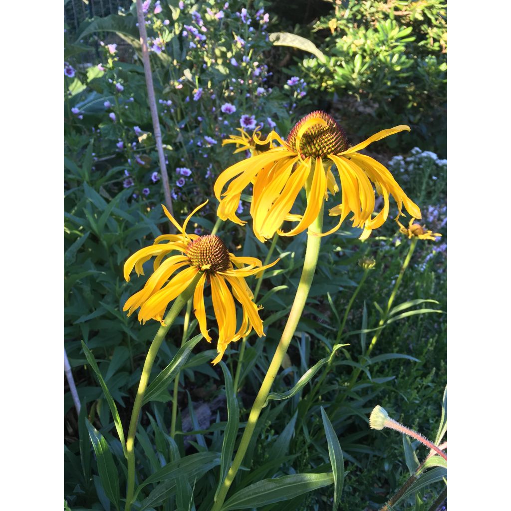 Echinacea paradoxa - Coneflower