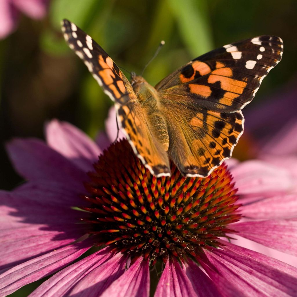 Echinacea purpurea - Purple Coneflower