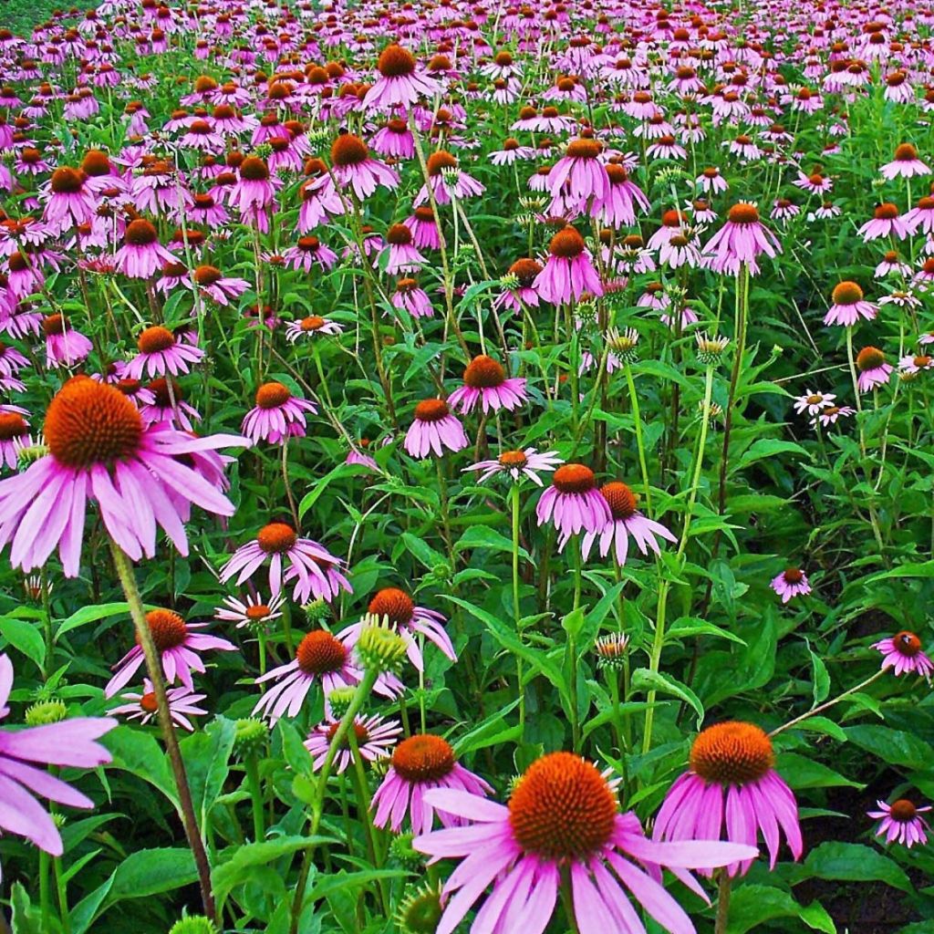 Echinacea purpurea - Purple Coneflower