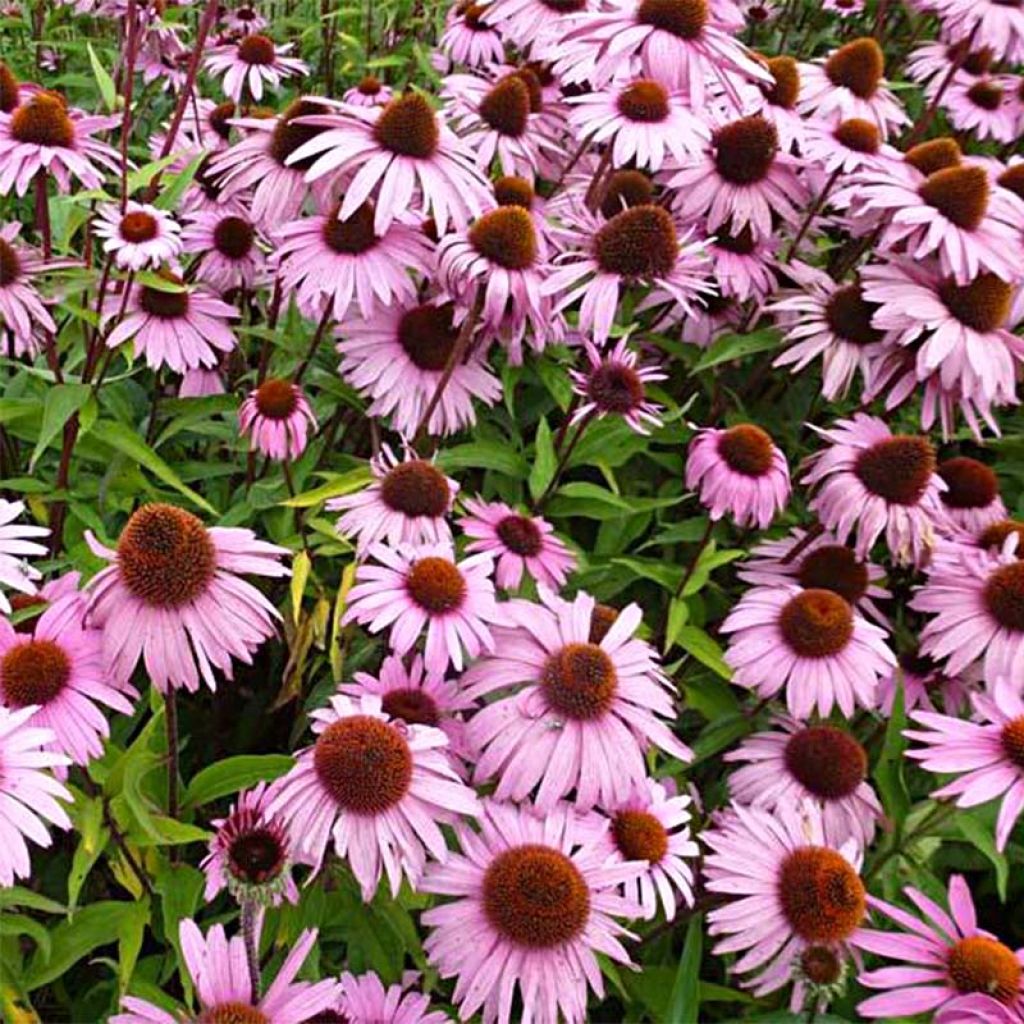 Echinacea purpurea Augustkönigin - Purple Coneflower