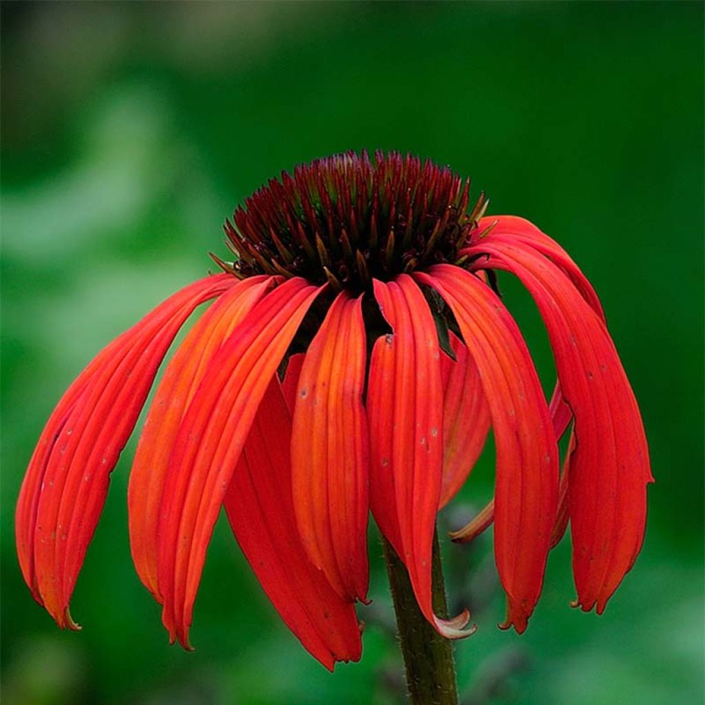 Echinacea Tomato Soup - Purple Coneflower