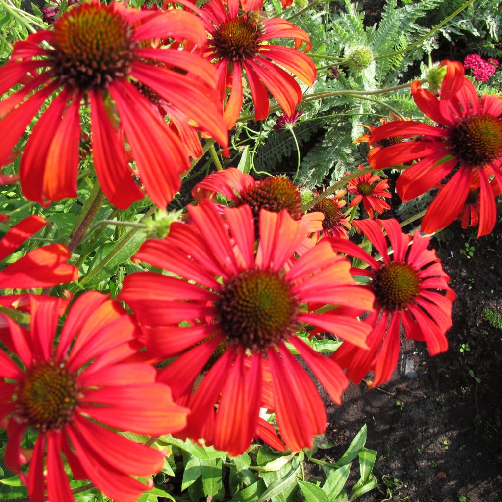 Echinacea Tomato Soup - Purple Coneflower