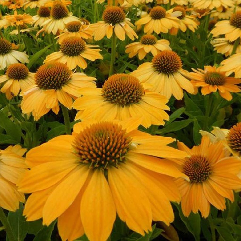 Echinacea purpurea Tweety - Purple Coneflower