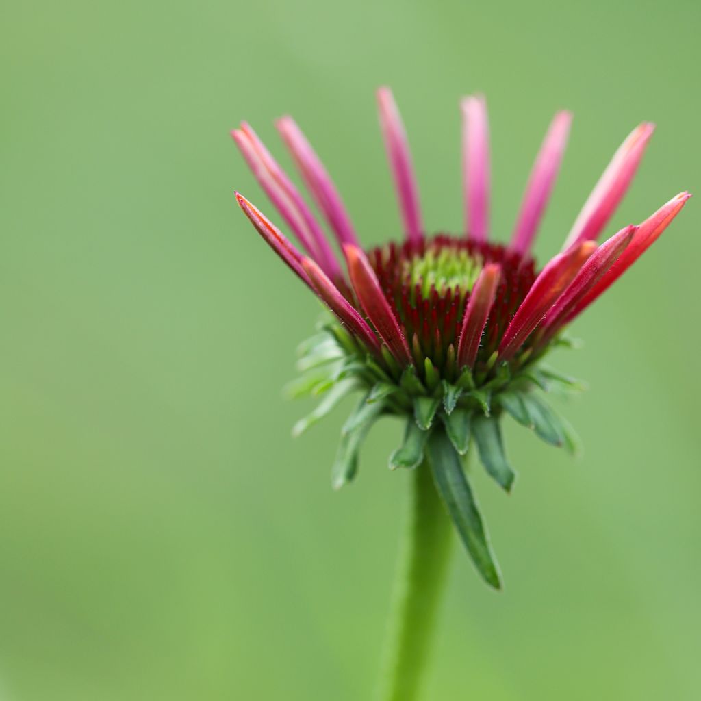 Echinacea Sombrero Baja Burgundy - Purple Coneflower