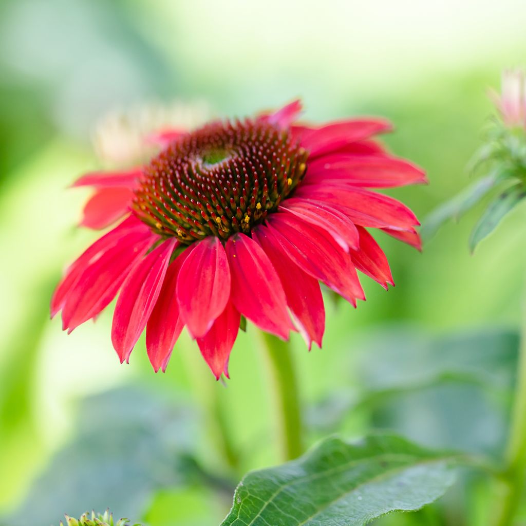 Echinacea Sombrero Baja Burgundy - Purple Coneflower