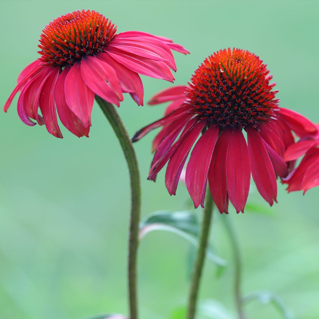Echinacea Sombrero Baja Burgundy - Purple Coneflower